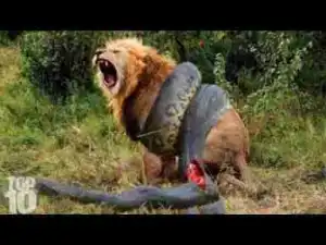 #Top10Base 10 CRAZIEST Animal Fights Caught On Camera [Video]